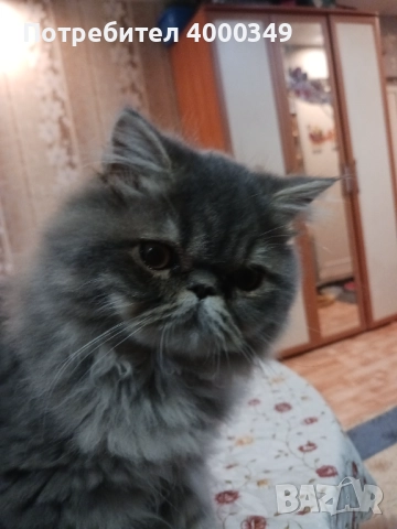 Продавам персийско женско коте, снимка 5 - Персийска - 52506650