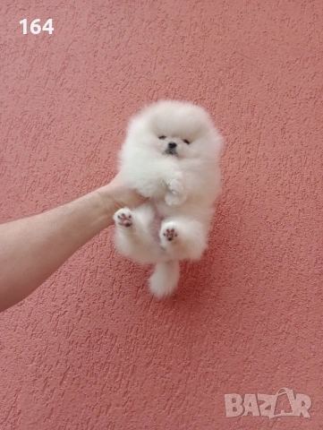 Миниатюрно мини момиченце. Померан. Реални снимки от 24.01.26 г., снимка 8 - Померан - 53209760