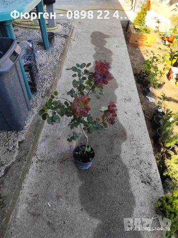 Червена Смрадлика (Cotinus coggygria 'Royal Purple'), снимка 11 - Разсади - 40979101
