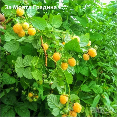 Жълта къпина - Полар , снимка 4 - Сортови семена и луковици - 49491952