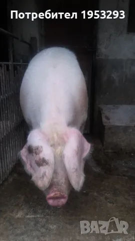 Много Спешно Прасе 300 кила българска бяла 