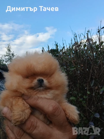 Померан , супер супер мини, Бо, снимка 1
