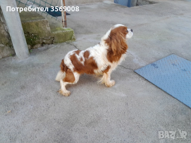 Кавалер кинг чарлз шпаньол, снимка 2 - Кавалер кинг чарлз шпаньол - 53608958
