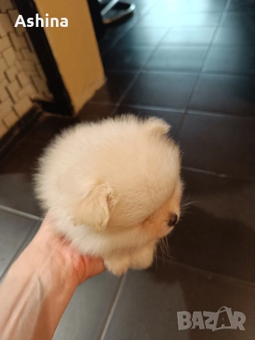 померан/мини шпиц, снимка 2 - Померан - 53597861