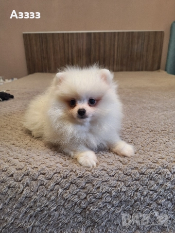 Померан померан, снимка 3 - Померан - 52797333