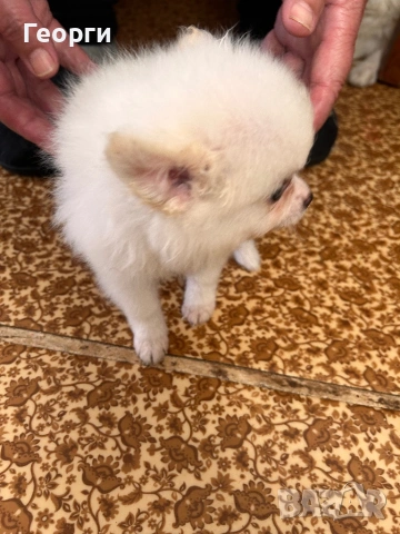 Продавам померанчета, снимка 6 - Померан - 53746809
