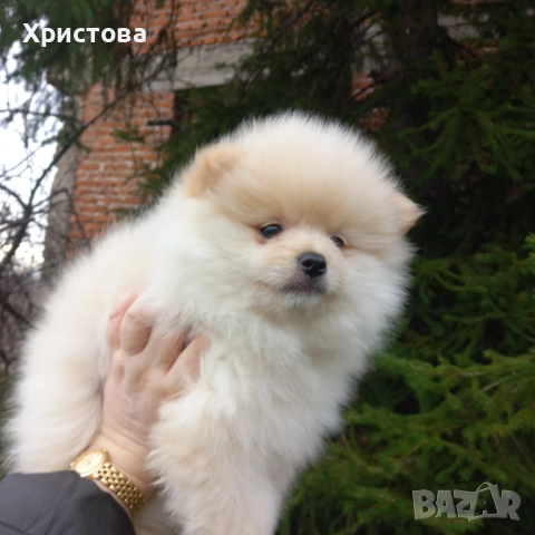 Момченце на 2 месеца, снимка 4 - Померан - 52983556