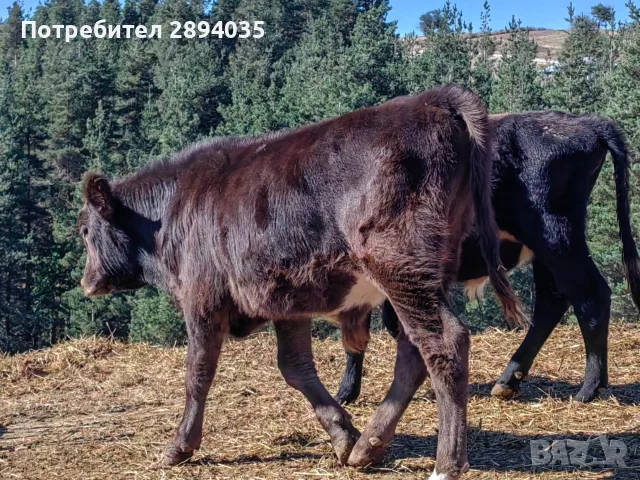свободни телета за клане и гледане , снимка 9 - Крави - 56311515