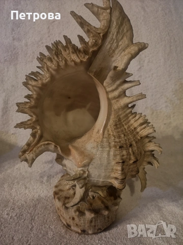 голям рапан-океански естествен. , снимка 2 - Декорация за дома - 53748554