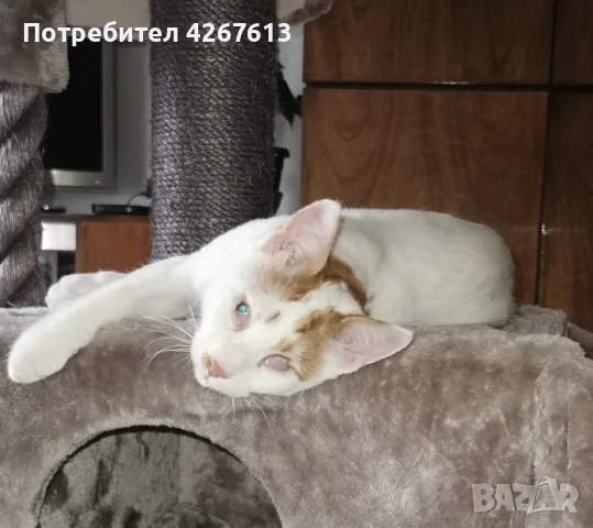 Бяло-рижав котарак търси дом, снимка 4 - Други - 55969619