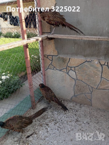 Продавам колхитски фазани , снимка 4 - други­ - 51025138