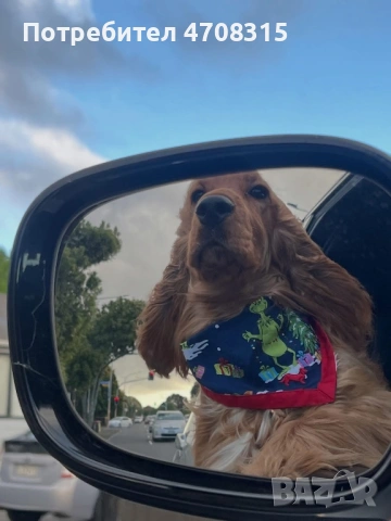 Кокер шпаньол  английски момче, снимка 7 - Кокер шпаньол - 53679523