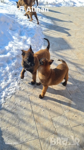 Малиноа, снимка 5 - Белгийска овчарка - 53192707