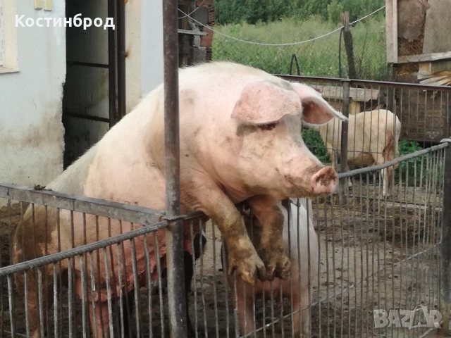 ПРАСЕТА. АКЦИЯ., снимка 2 - Прасета - 48062142