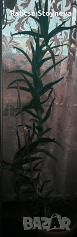 Цвете. Алое стайно