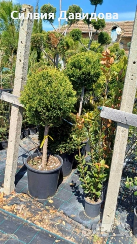 Лейландски кипарис щам топка, пон пон, спирала, снимка 3 - Градински цветя и растения - 52501247