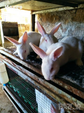 Зайци Цика, снимка 2 - Други - 35861192