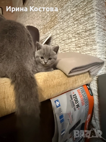 Малки клепоухи Британчета, снимка 18 - Британска късокосместа - 52920418