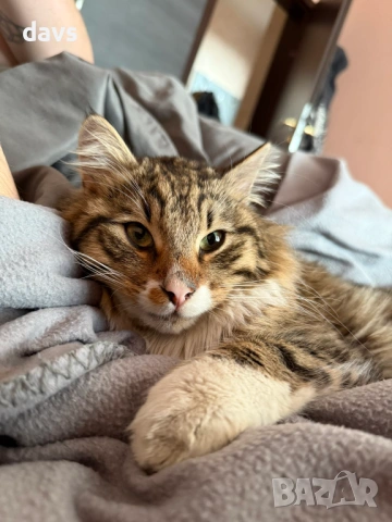 Рунтав Красавец търси дом / може и временен, снимка 15 - Други - 53488361