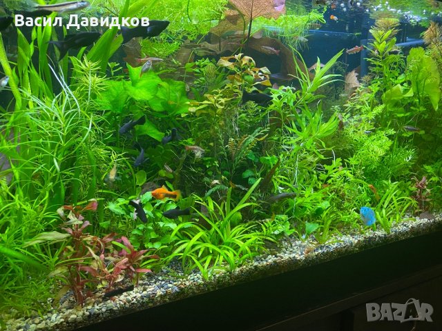 Живородни рибки , снимка 4 - Рибки - 44500989