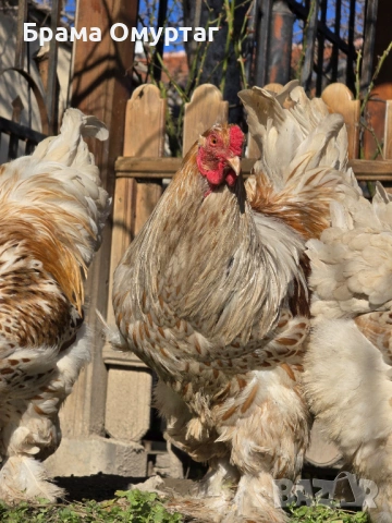 Продавам разплодни яйца от Бяло златна Брама [White gold Brahma], снимка 2 - Кокошки и пуйки - 53811702