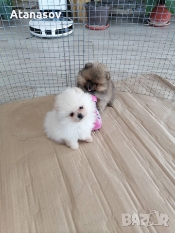 Померан Померанчета, снимка 4 - Померан - 52669553