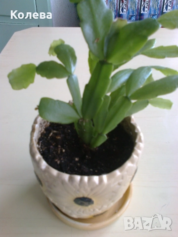 Две коледничета, снимка 4 - Стайни растения - 52273696