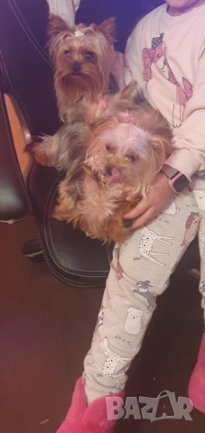  Мини Йорки женска, снимка 3 - Йоркширски териер - 52770169