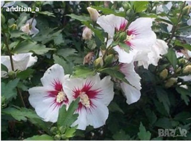 Дървовидна ружа, снимка 1 - Градински цветя и растения - 40714344