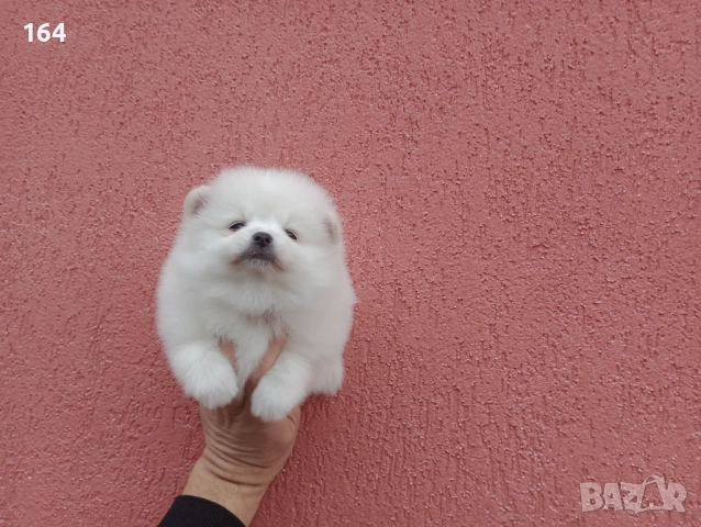 Бели Померани. Реални снимки от 05.01.26 г. , снимка 4 - Померан - 52932932