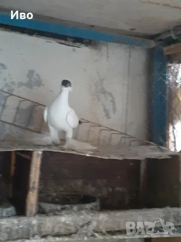 Продавам гълъби кепита , снимка 7 - Гълъби - 48981214