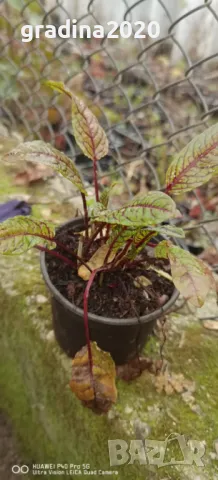     Кървав киселец, лапад, снимка 6 - Разсади - 48300628