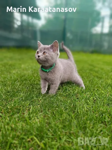 Британски котета , снимка 1