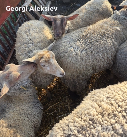 Овце от месодайни породи, снимка 6 - Овце - 53749231