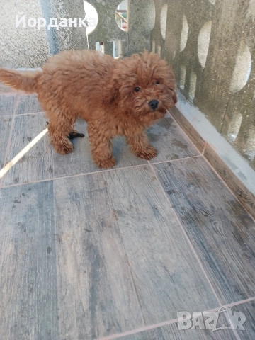 Пудел той, снимка 3 - Пудели - 52118275