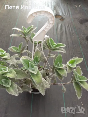 Tradescantia sillamontana във висяща кошница, снимка 3 - Стайни растения - 51557832