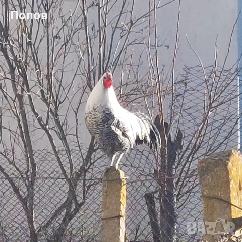 Продавам вествалски петлета