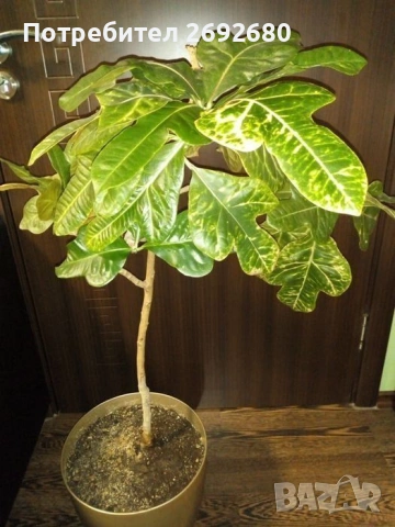 Традесканция рео, кротон,христов венец и други цветя/бамбук/цени в описанието , снимка 18 - Стайни растения - 50184776