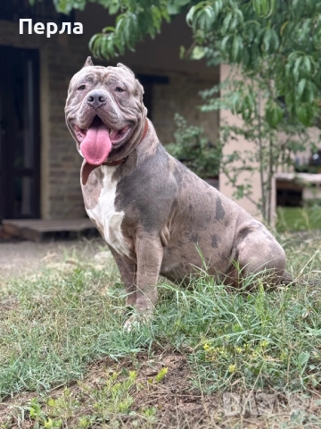 Американско Були ХЛ за разплод, снимка 7 - Други - 48276659