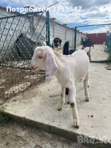  🐐 Продавам мъжки англо-нубийски ярета, снимка 5 - Кози - 53745937