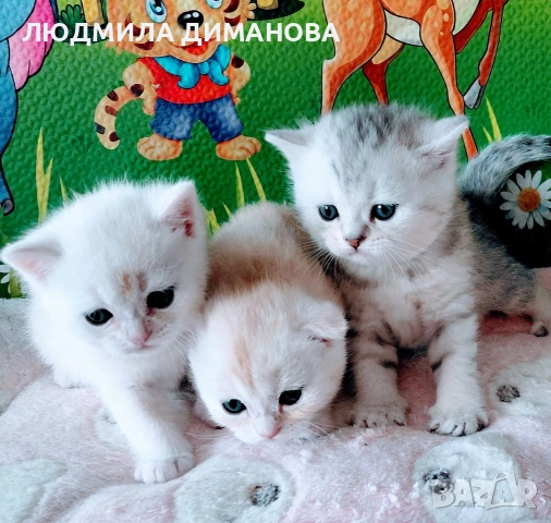 Шотландски мъжки женски. , снимка 2 - Британска късокосместа - 53673524