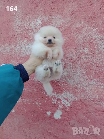 Малък Шпиц - Померан. Момичета. Снимки от 22.12.25 г., снимка 3 - Померан - 52809054