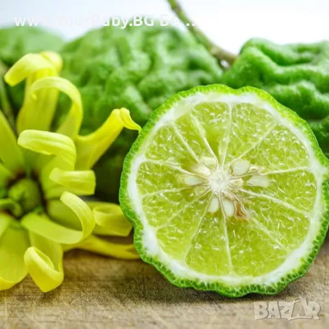 Oilo БИО Етерично Масло от Бергамот (Citrus bergamia) - Bergamot Oilo 5 мл., снимка 3 - Други - 49721220