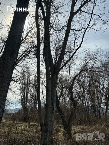 Продавам дърва орехи , снимка 3 - Други - 44178141