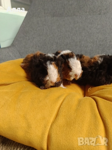 Морски свинчета альпако и розетка. 