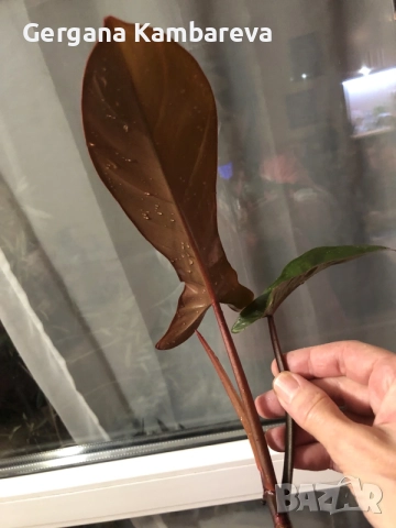 Резник philodendron Florida Bronze , снимка 4 - Стайни растения - 56274216