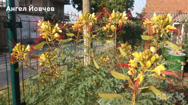 Цезалпиния - Райска птица, снимка 4 - Градински цветя и растения - 53849006