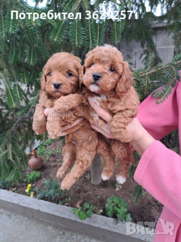 Малтипу, снимка 4 - Пудели - 52754144