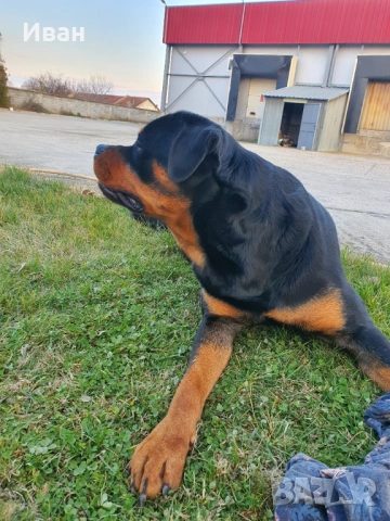 Ротвайлер за разплод, снимка 5 - Ротвайлер - 53155952