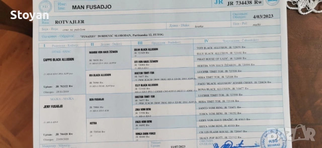 Продавам мъжки ротвайлер , снимка 7 - Ротвайлер - 53676449